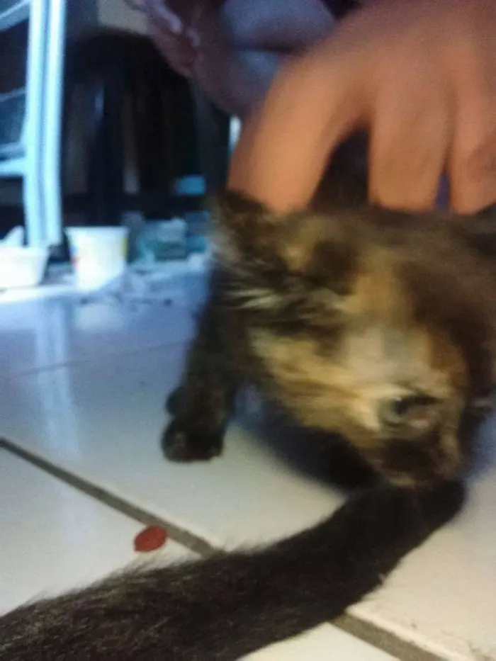Gato ra a Viralatinha  idade 2 a 6 meses nome à Escolha