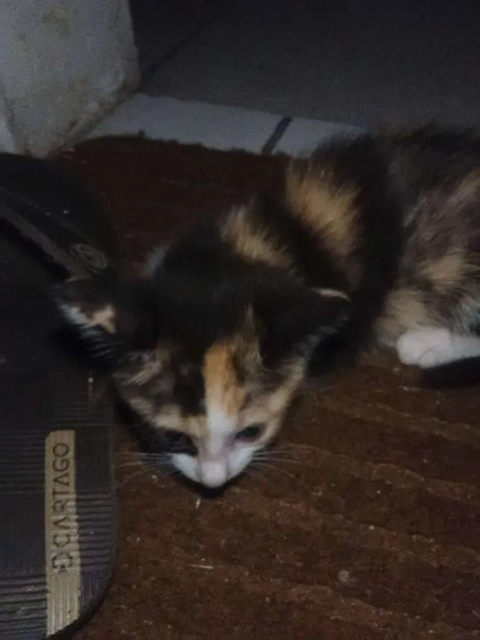 Gato ra a Viralatinha  idade 2 a 6 meses nome à Escolha