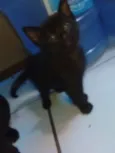 à Escolha