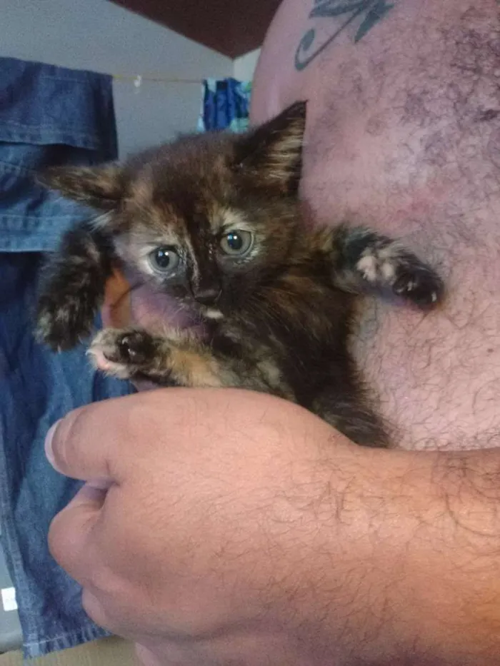 Gato ra a Viralatinha  idade 2 a 6 meses nome à Escolha