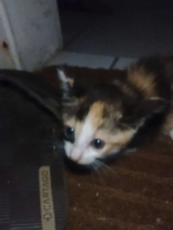 Gato ra a Viralatinha  idade 2 a 6 meses nome à Escolha