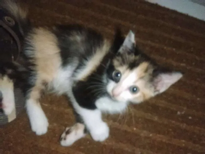 Gato ra a Viralatinha  idade 2 a 6 meses nome à Escolha