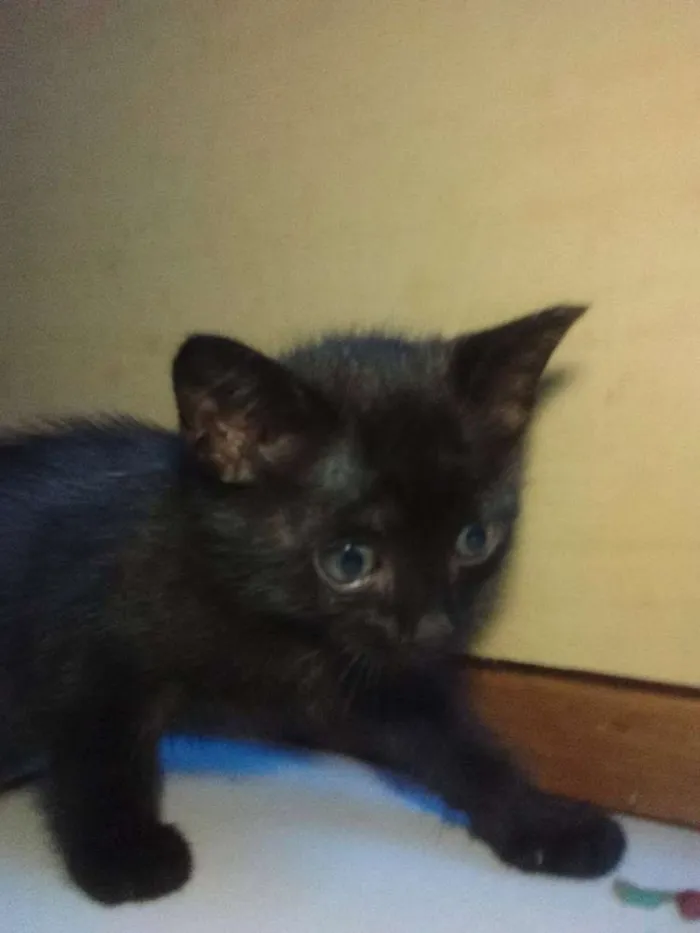 Gato ra a Viralatinha  idade 2 a 6 meses nome à Escolha