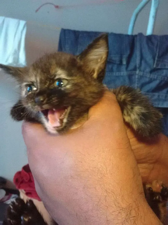 Gato ra a Viralatinha  idade 2 a 6 meses nome à Escolha