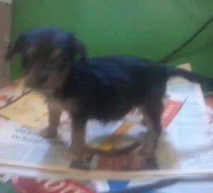 Cachorro raça SRD idade Abaixo de 2 meses nome [sem nome]