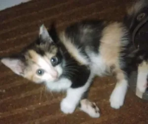 Gato raça Viralatinha  idade 2 a 6 meses nome à Escolha