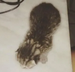 Gato raça  idade Abaixo de 2 meses nome Belona