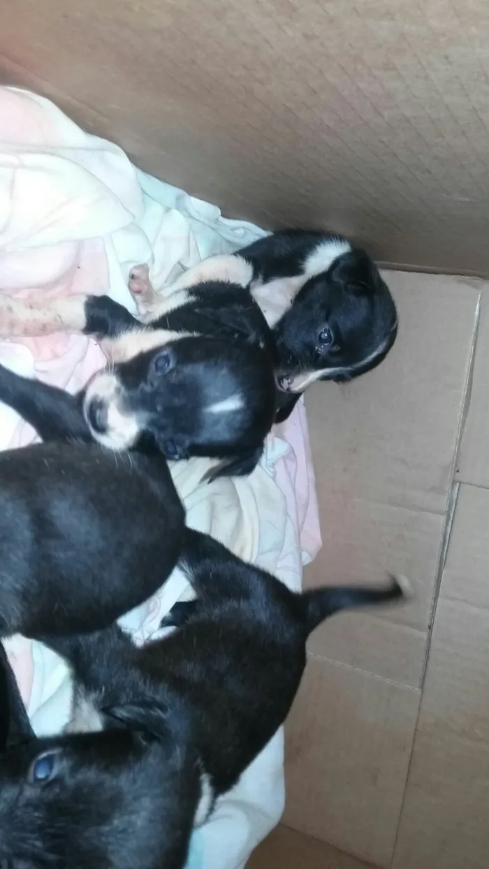 Cachorro ra a vira lata idade Abaixo de 2 meses nome sem nomes