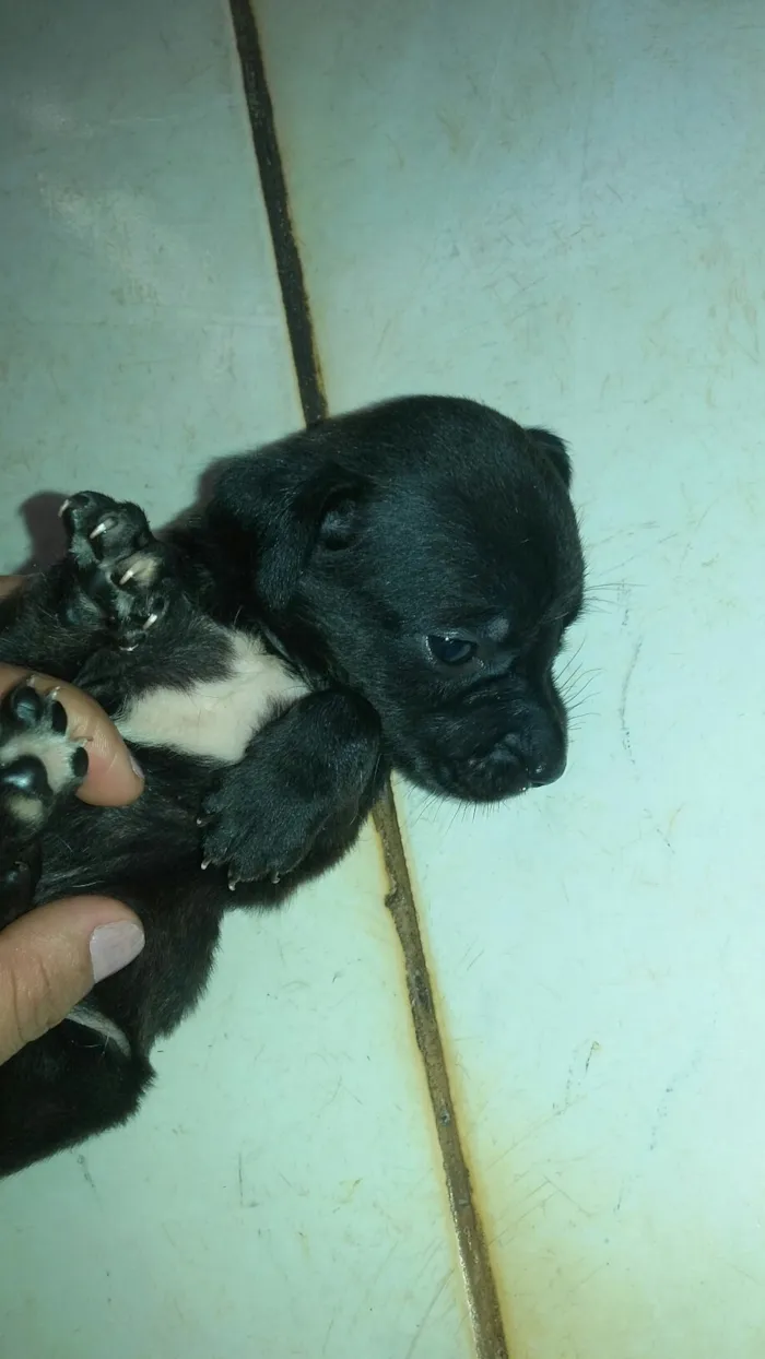 Cachorro ra a vira lata idade Abaixo de 2 meses nome sem nomes