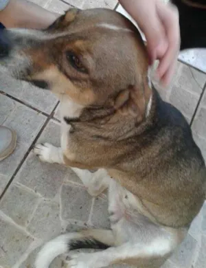 Cachorro raça  idade 1 ano nome nao tei