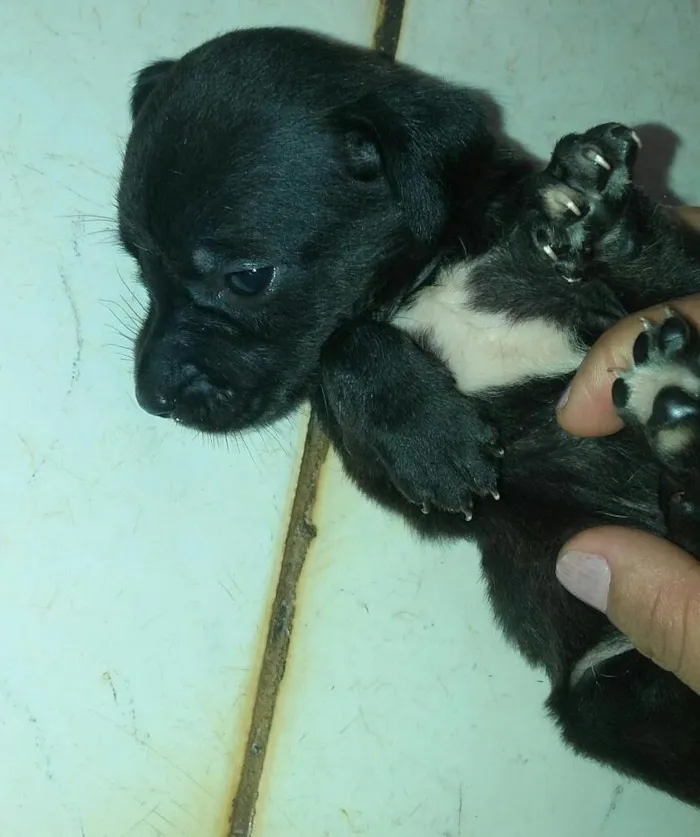 Cachorro ra a vira lata idade Abaixo de 2 meses nome sem nomes