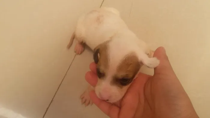 Cachorro ra a vira lata idade Abaixo de 2 meses nome sem nomes