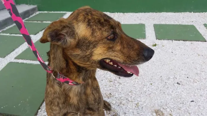 Cachorro ra a  idade 7 a 11 meses nome Chica 
