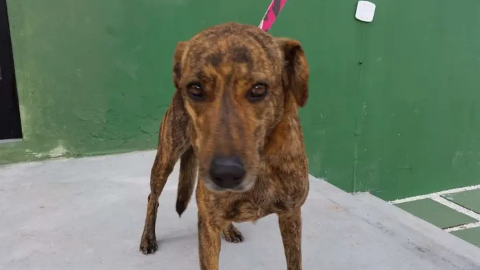 Cachorro ra a  idade 7 a 11 meses nome Chica 