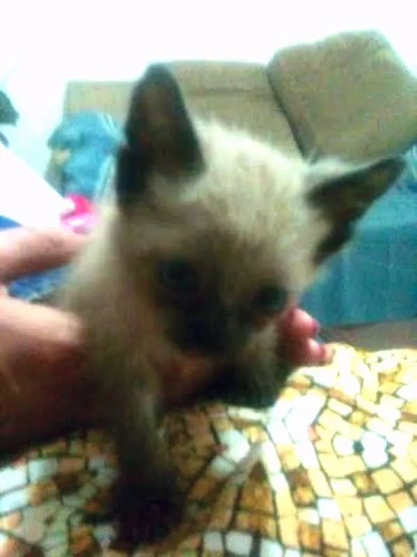 Gato raça Siamês idade Abaixo de 2 meses nome Elvis 