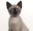 Elvis 