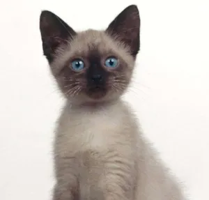 Gato raça Siamês idade Abaixo de 2 meses nome Elvis 