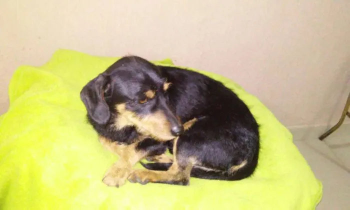 Cachorro ra a mix de salsicha idade 1 ano nome Totó