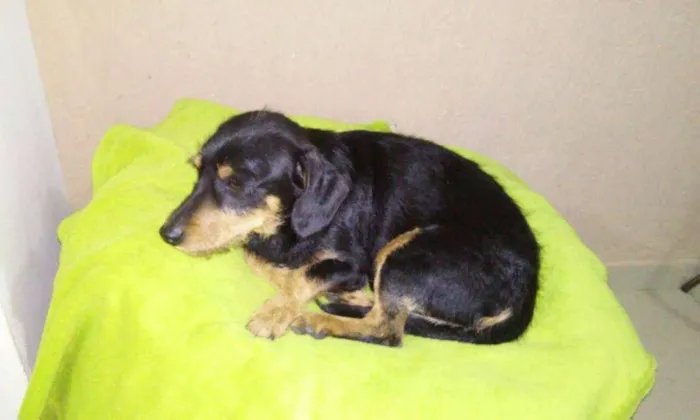 Cachorro ra a mix de salsicha idade 1 ano nome Totó