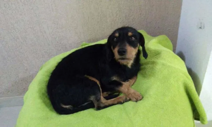 Cachorro ra a mix de salsicha idade 1 ano nome Totó