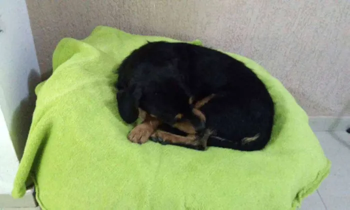 Cachorro ra a mix de salsicha idade 1 ano nome Totó