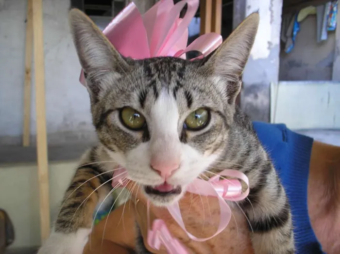Gato ra a SRD idade 2 a 6 meses nome Não tem