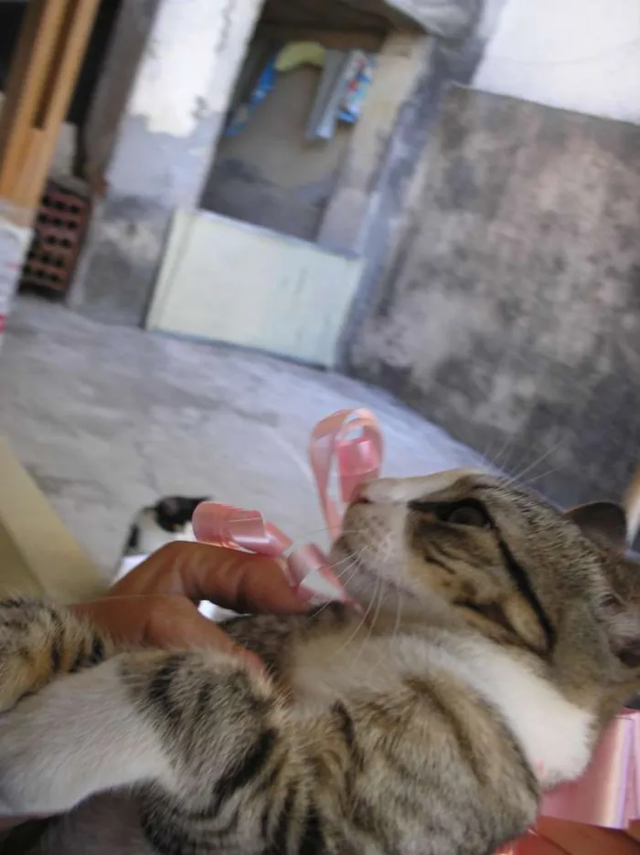 Gato ra a SRD idade 2 a 6 meses nome Não tem