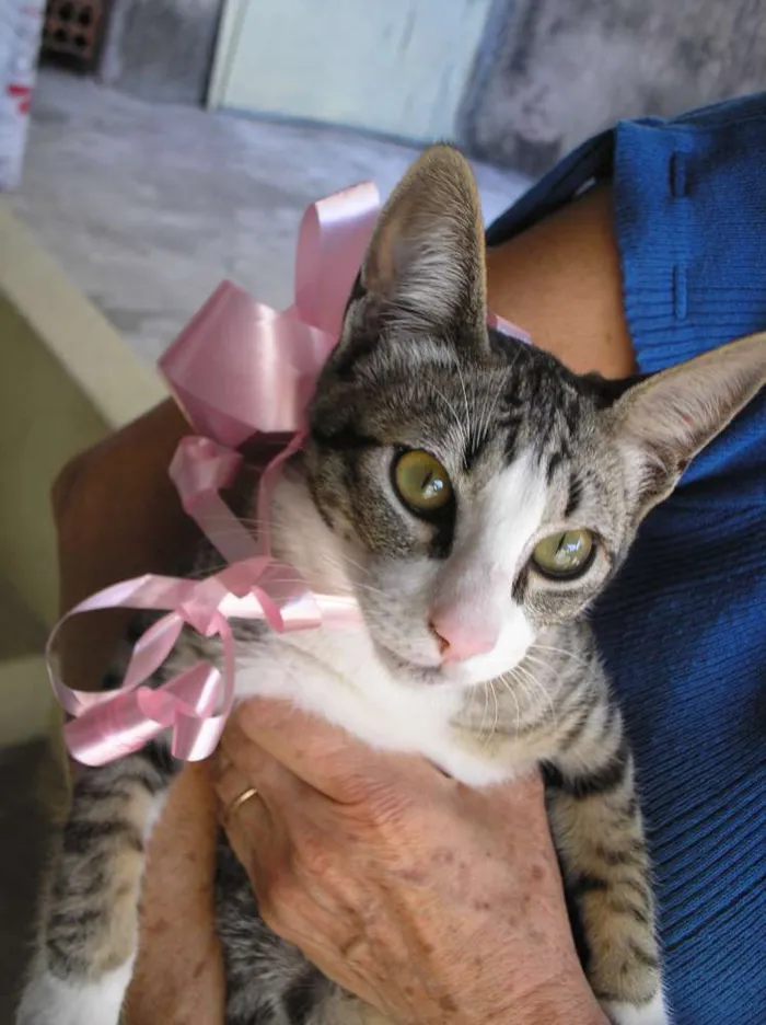 Gato ra a SRD idade 2 a 6 meses nome Não tem