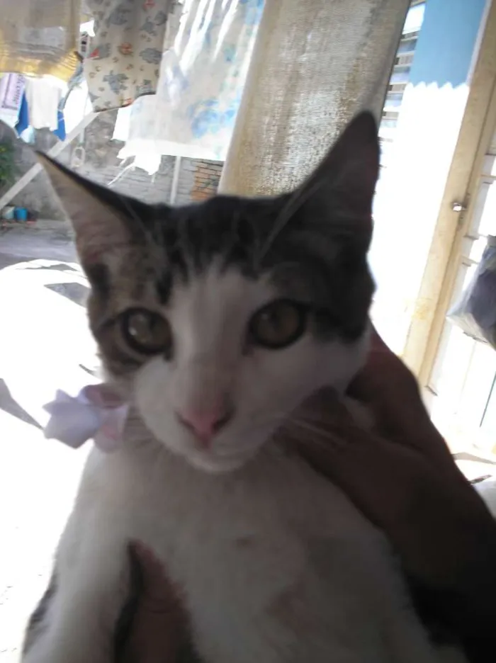 Gato ra a SRD idade 2 a 6 meses nome Não tem