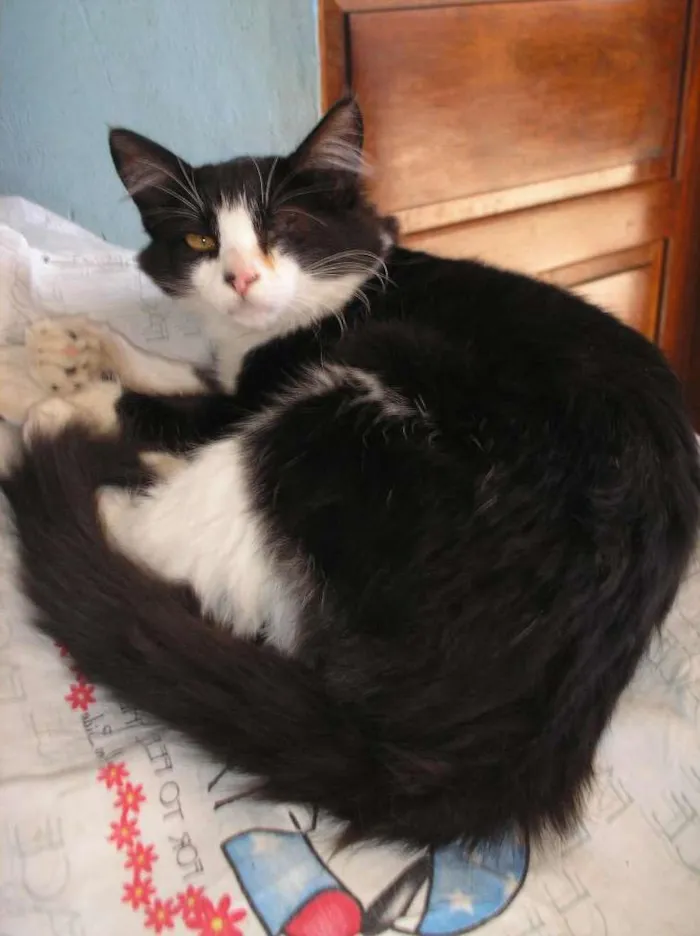 Gato ra a SRD idade 2 a 6 meses nome Não tem