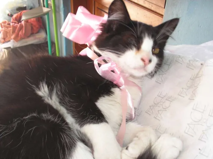 Gato ra a SRD idade 2 a 6 meses nome Não tem