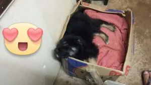 Cachorro raça  idade 1 ano nome Ninna