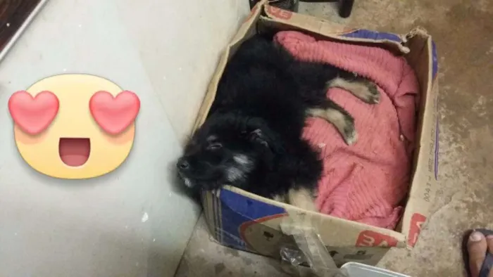 Cachorro ra a  idade 1 ano nome Ninna