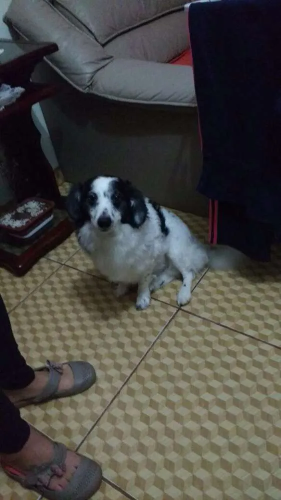 Cachorro raça SRD idade 2 anos nome Thor