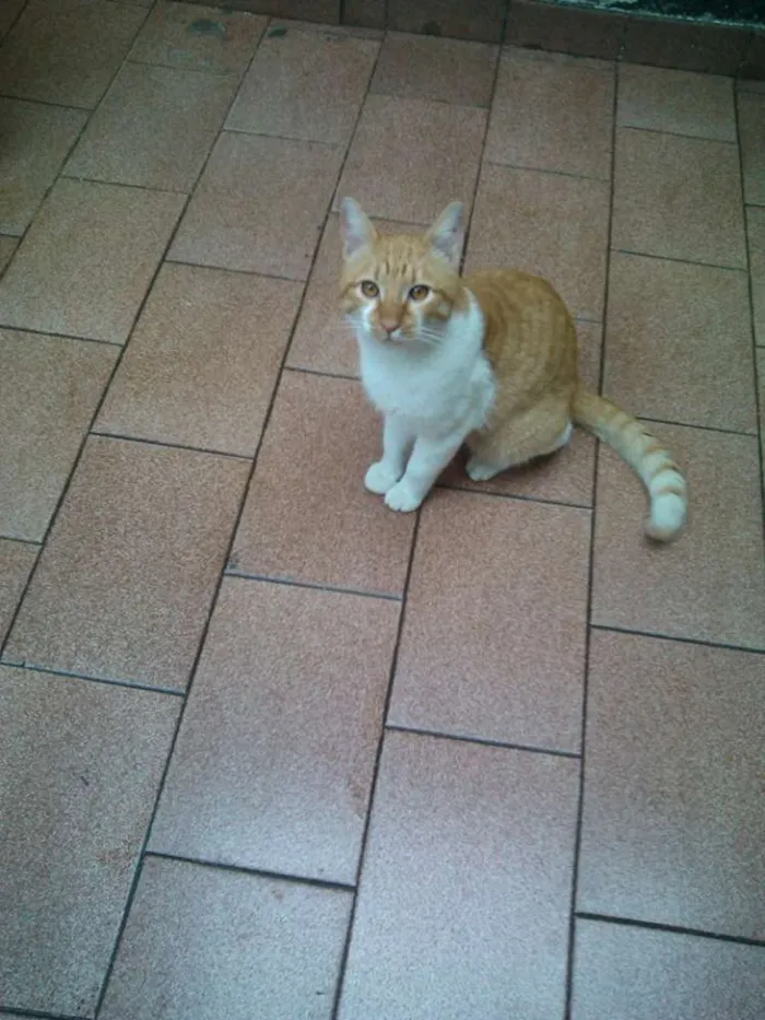 Gato ra a SRD idade 1 ano nome BOB