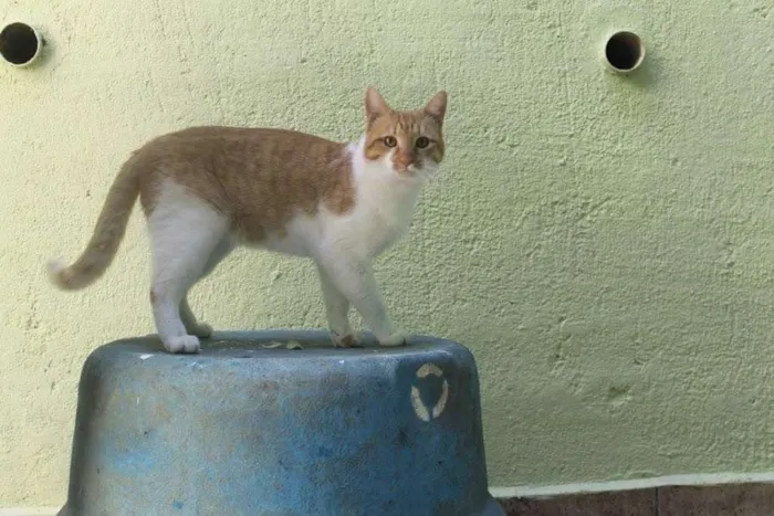 Gato ra a SRD idade 1 ano nome BOB