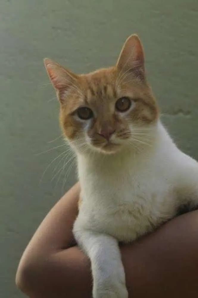 Gato ra a SRD idade 1 ano nome BOB