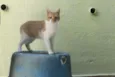 BOB