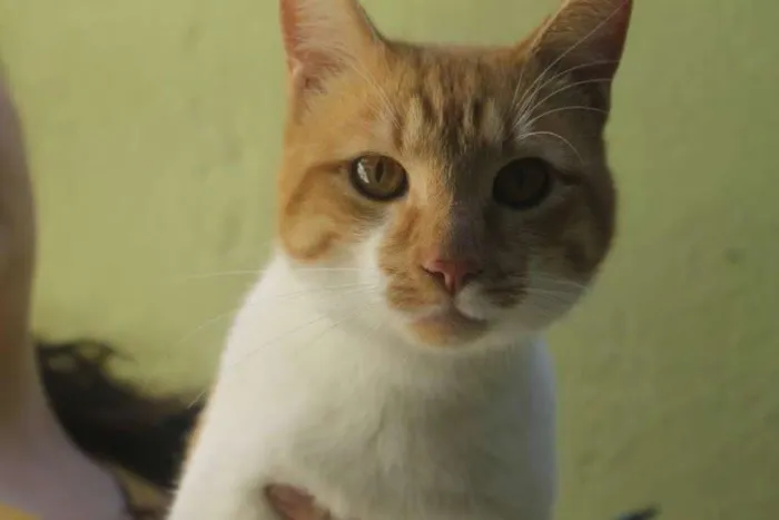 Gato ra a SRD idade 1 ano nome BOB