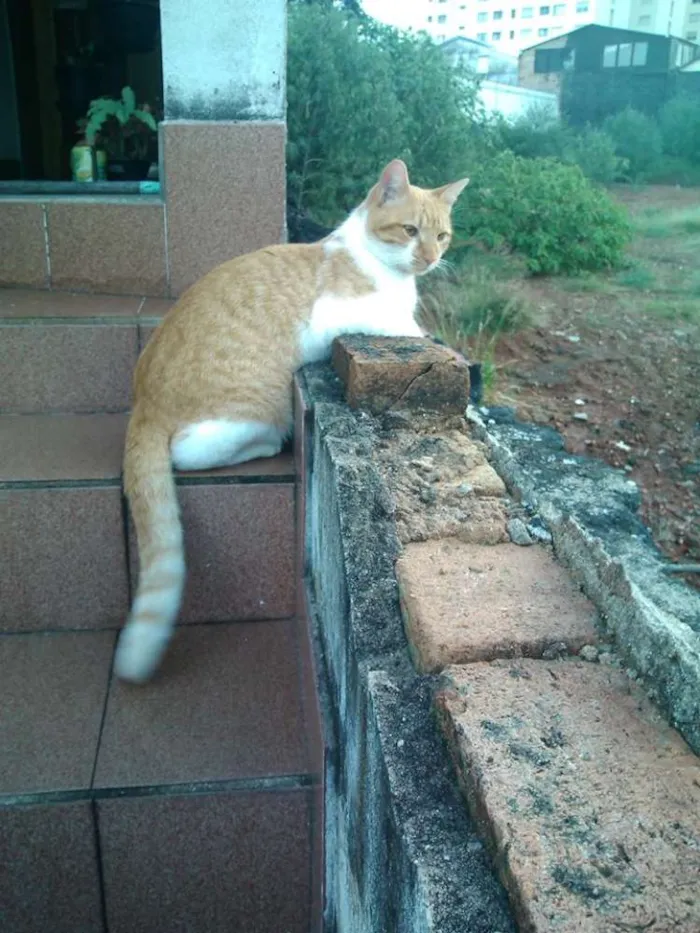 Gato ra a SRD idade 1 ano nome BOB