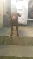 LAIKA