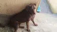 LAIKA