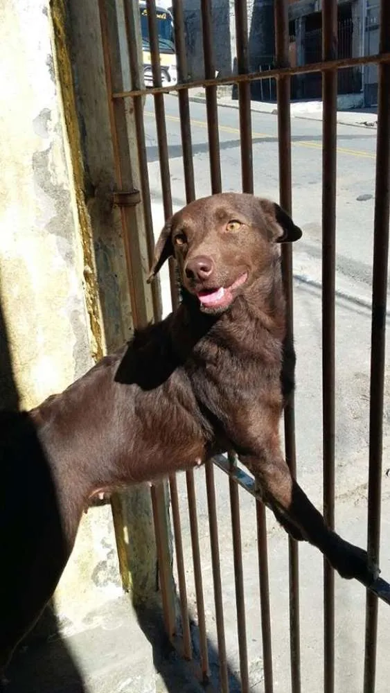 Cachorro ra a SRD idade 1 ano nome LAIKA