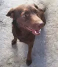 LAIKA
