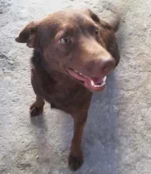 Cachorro raça SRD idade 1 ano nome LAIKA