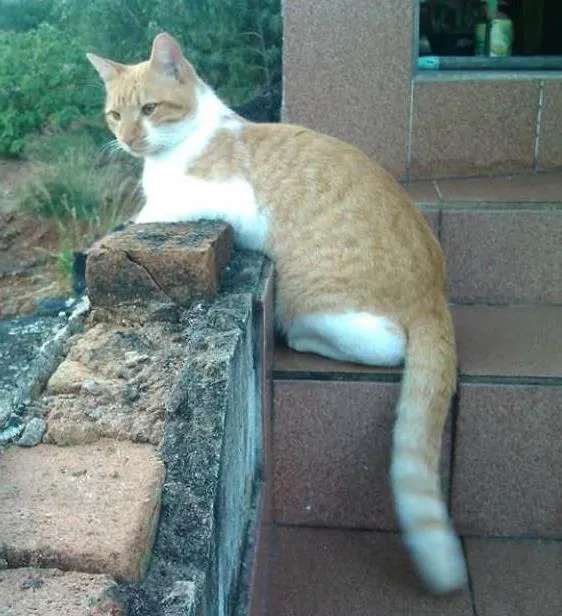 Gato ra a SRD idade 1 ano nome BOB