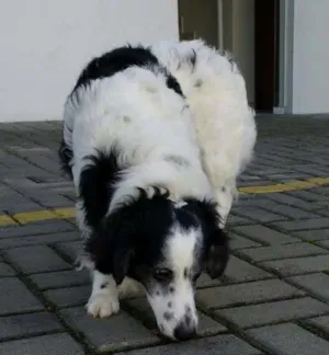 Cachorro raça SRD idade 2 anos nome Thor
