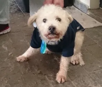 Cachorro ra a Sem raça  idade 6 ou mais anos nome Rabicó