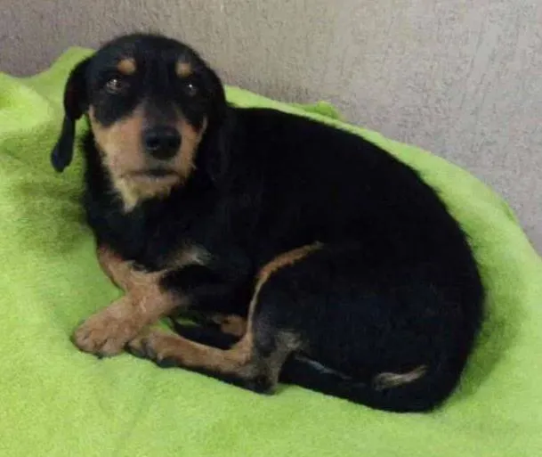 Cachorro ra a mix de salsicha idade 1 ano nome Totó