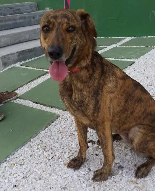 Cachorro ra a  idade 7 a 11 meses nome Chica 